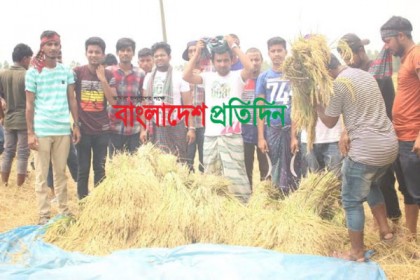 নীলফামারীতে কৃষকের ধান কেটে বাড়ি পৌঁছে দিল ছাত্রলীগ