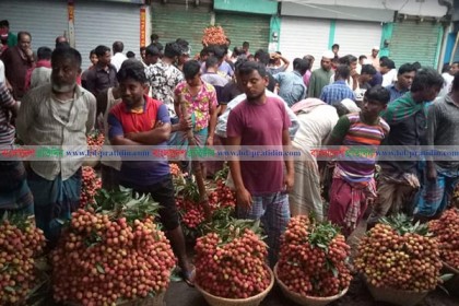 বিজয়নগরে লিচুর বাম্পার ফলন, বাগান মালিকদের মুখে হাসি 