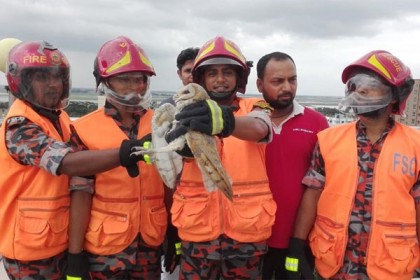 আটকে পড়া বিরল প্রজাতির পেঁচা উদ্ধার করল ফায়ার সার্ভিস