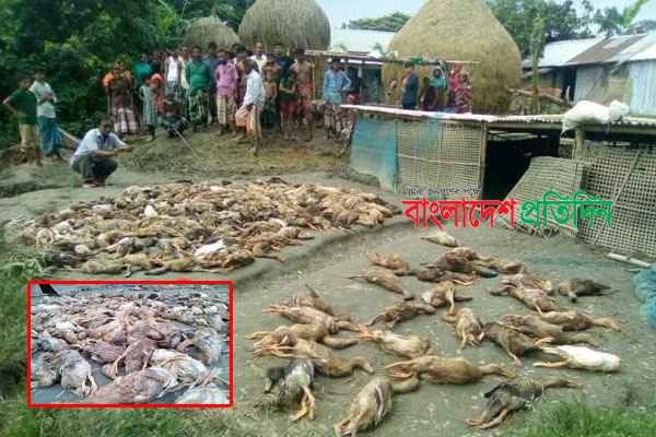 হাঁসের সাথেও শত্রুতা!