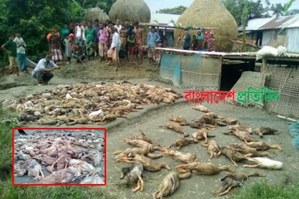 হাঁসের সাথেও শত্রুতা!