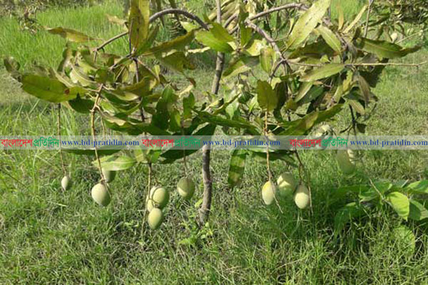 বরেন্দ্র অঞ্চলে জনপ্রিয়তা বাড়ছে আম্রপালির