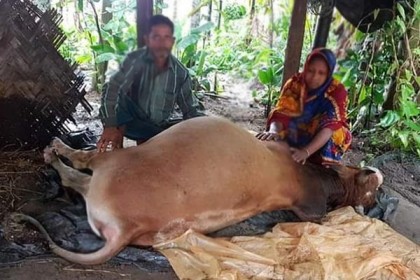 টেকনাফে বজ্রপাতে গরুর মৃত্যু