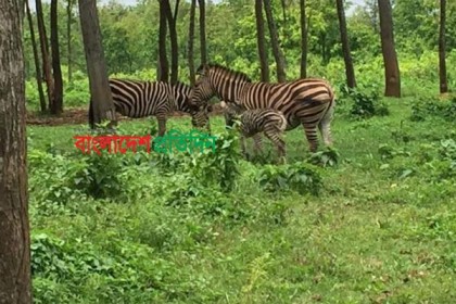 বঙ্গবন্ধু সাফারি পার্কে জেব্রার সংসারে নতুন অতিথি
