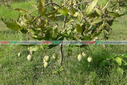 বরেন্দ্র অঞ্চলে জনপ্রিয়তা বাড়ছে আম্রপালির