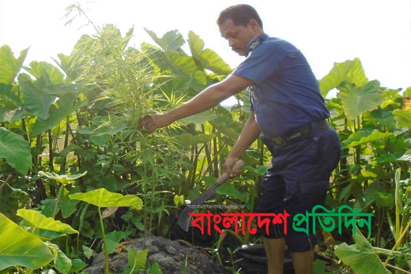 আগৈলঝাড়ায় সবজি ক্ষেতে গাঁজা চাষ
