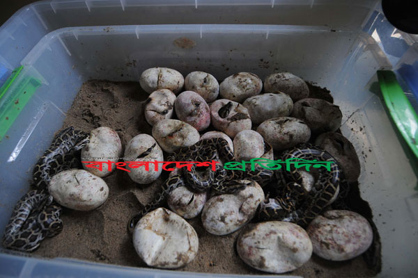 দেশে প্রথম কৃত্রিম উপায়ে অজগরের ২৬ বাচ্চা  

