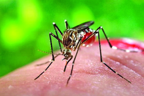 ডেঙ্গুতে ভারাক্রান্ত নগর