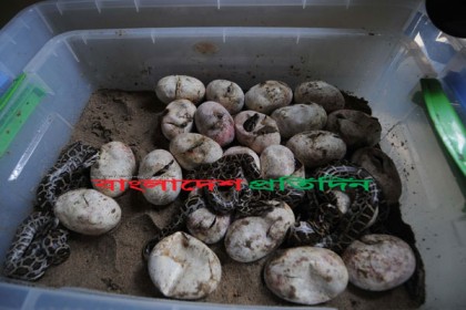 দেশে প্রথম কৃত্রিম উপায়ে অজগরের ২৬ বাচ্চা  

