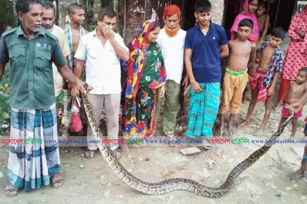 লোকালয় থেকে উদ্ধার এক মণ ওজনের অজগর সুন্দরবনে অবমুক্ত