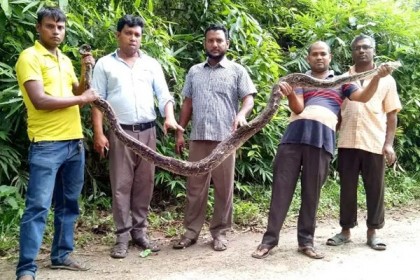 ফাঁসিয়াখালীর বিরল প্রজাতির অজগর বঙ্গবন্ধু শেখ মুজিব সাফারি পার্কে অবমুক্ত