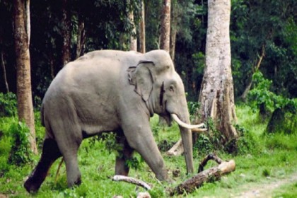 হাতির জন্য দেওয়া ফাঁদে পড়ে নারীর মৃত্যু