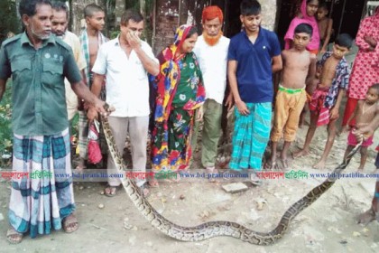 লোকালয় থেকে উদ্ধার এক মণ ওজনের অজগর সুন্দরবনে অবমুক্ত