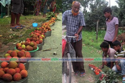 কুড়িয়ে পাওয়া লিচুর জমজমাট হাট! শিশুরাই বিক্রেতা 
