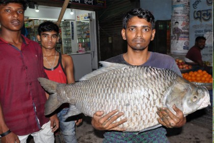 দূষণে মরে যাচ্ছে বরিশাল ডিসি লেকের বিভিন্ন প্রজাতির মাছ