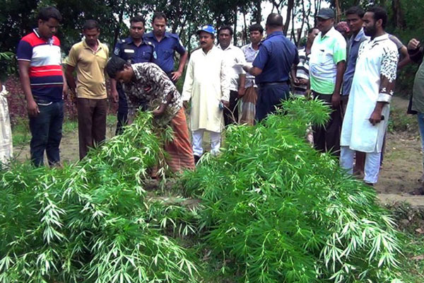 নবাবগঞ্জে সবজির বাগানে গাঁজা চাষ

