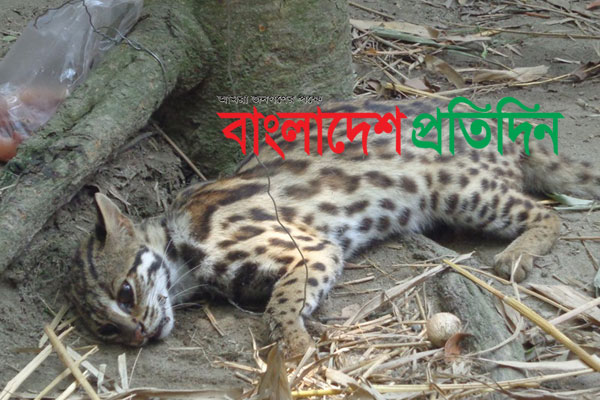 মেছো বাঘের কামড়ে আহত ২