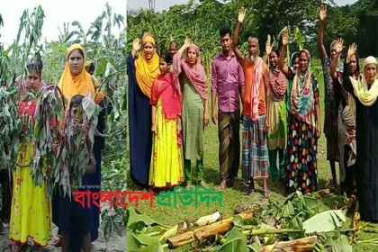 বাগেরহাটে কলাগাছ ও সবজি ক্ষেতের সাথে শত্রুতা