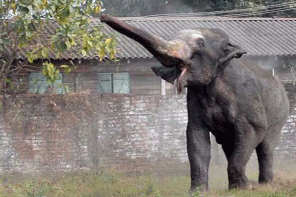 কাঁঠাল রক্ষার চেষ্টায় হাতির আক্রমণে প্রাণ গেল কৃষকের