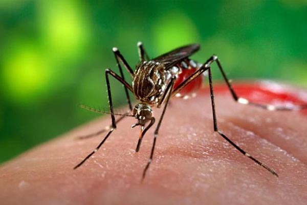 রাজধানীতে বেড়েছে ডেঙ্গুর প্রকোপ, দু'দিনে হাসপাতালে ভর্তি ৯১