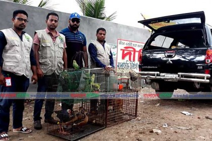 নারায়ণগঞ্জে টিয়া-ময়নাসহ ১৪৮ বন্যপ্রাণী উদ্ধার