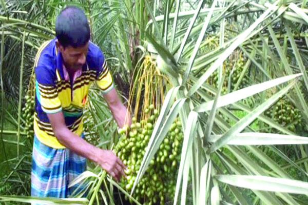 ভালুকায় বাণিজ্যিকভাবে সৌদি খেজুর চাষ