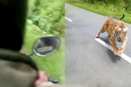 মোটরসাইকেল ২ আরোহীকে তাড়া করল বাঘ, ভিডিও ভাইরাল!
