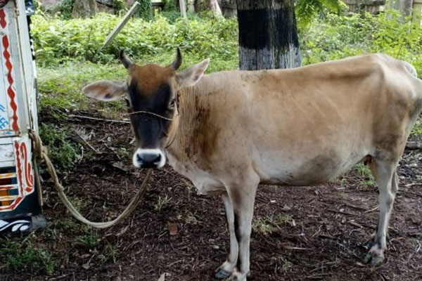 মালিকানা দ্বন্দ্বে গরুর মেডিকেল টেস্ট!