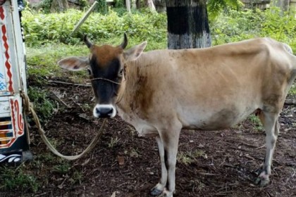 মালিকানা দ্বন্দ্বে গরুর মেডিকেল টেস্ট!