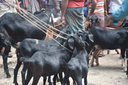 আড়তের নামে ছাগলের হাট
