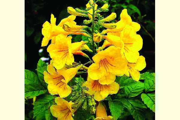 বর্ষার ফুল চন্দ্রপ্রভা