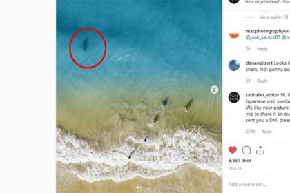 সাগরে সন্তানদের গা ঘেঁষে সাঁতার কাটছে হাঙার! অতঃপর...