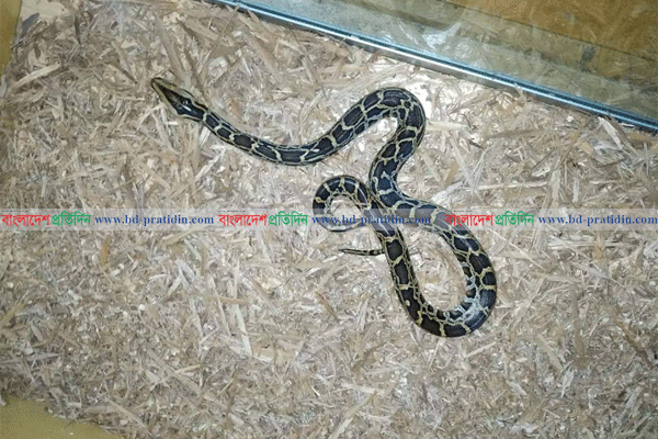 চবিতে অজগর সাপের বাচ্চা উদ্ধার
