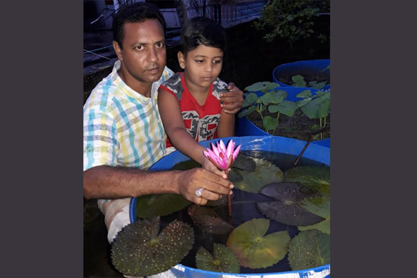 বাড়ির ছাদে পদ্ম ফুল