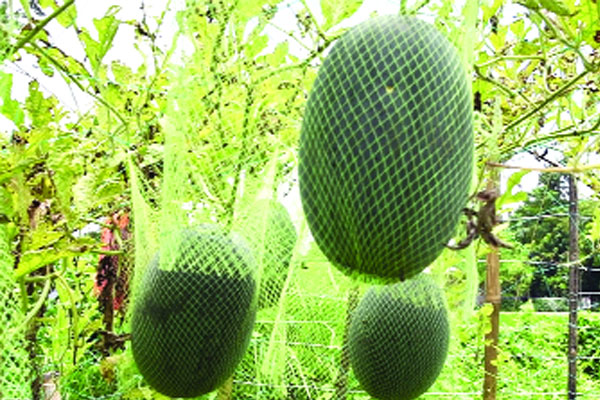 নওগাঁয় ব্ল্যাক কুইন বারোমাসি তরমুজ
