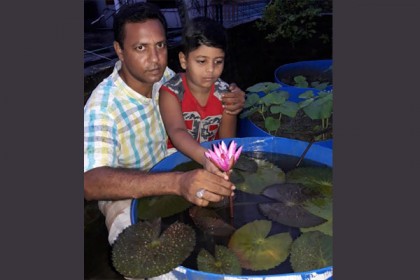 বাড়ির ছাদে পদ্ম ফুল