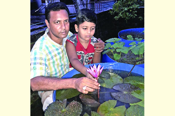 ছাদে ড্রামে পদ্মফুল