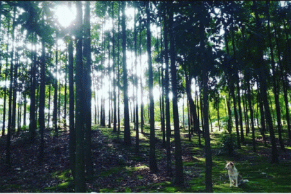 জাবিতে সহস্রাধিক গাছ কাটার সিদ্ধান্ত অপরিবর্তিত