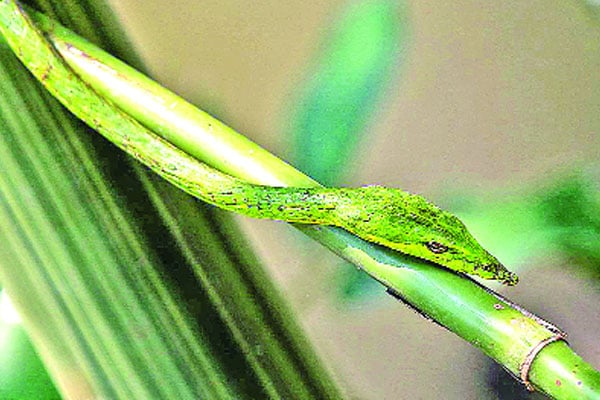 লাউডগা সাপ