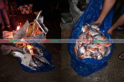 মেয়রের আগুনে পুড়ে ছাই রুই-বোয়াল-পিরানহা!