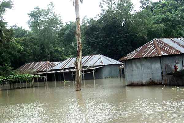 বগুড়ায় ৯০০ হেক্টর জমির ফসল নিমজ্জিত