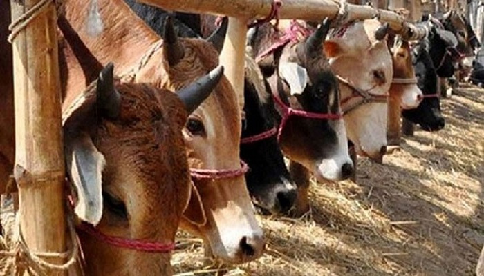 রাজধানীর ২৪টি স্থানে বসবে পশুরহাট