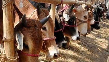 রাজধানীর ২৪টি স্থানে বসবে পশুরহাট