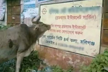ফেসবুকে ভাইরাল হবিগঞ্জের ‘শিক্ষিত গরু’!