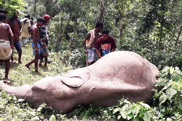 শেরপুরে বন্য হাতির মৃত্যু

