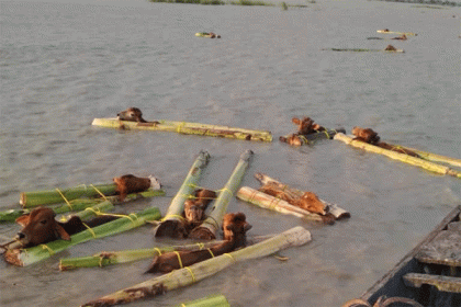 কলা গাছে বেঁধে পানিতে ভাসিয়ে গরু পাচার বাংলাদেশে!