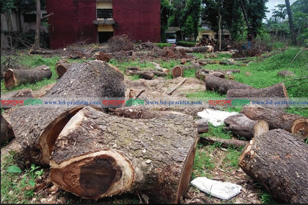সিলেট বেতারের ১৪৩ গাছ কাটার ঘটনায় তদন্ত কমিটি গঠন