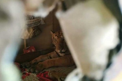 বন্যায় তলিয়ে গেছে জঙ্গল, গৃহস্থের বিছানায় বাঘ