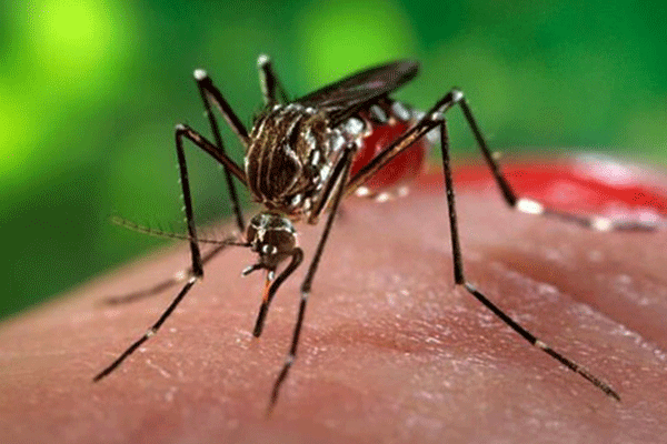 রাজধানীর ৭০ শতাংশ বাড়িতেই এডিসের লার্ভা