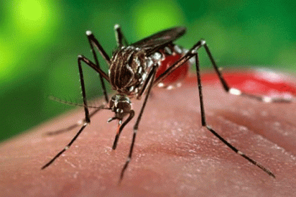 রাজধানীর ৭০ শতাংশ বাড়িতেই এডিসের লার্ভা